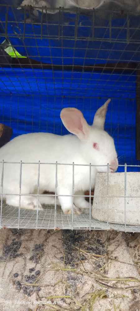 Rabbits image - mobimarket
